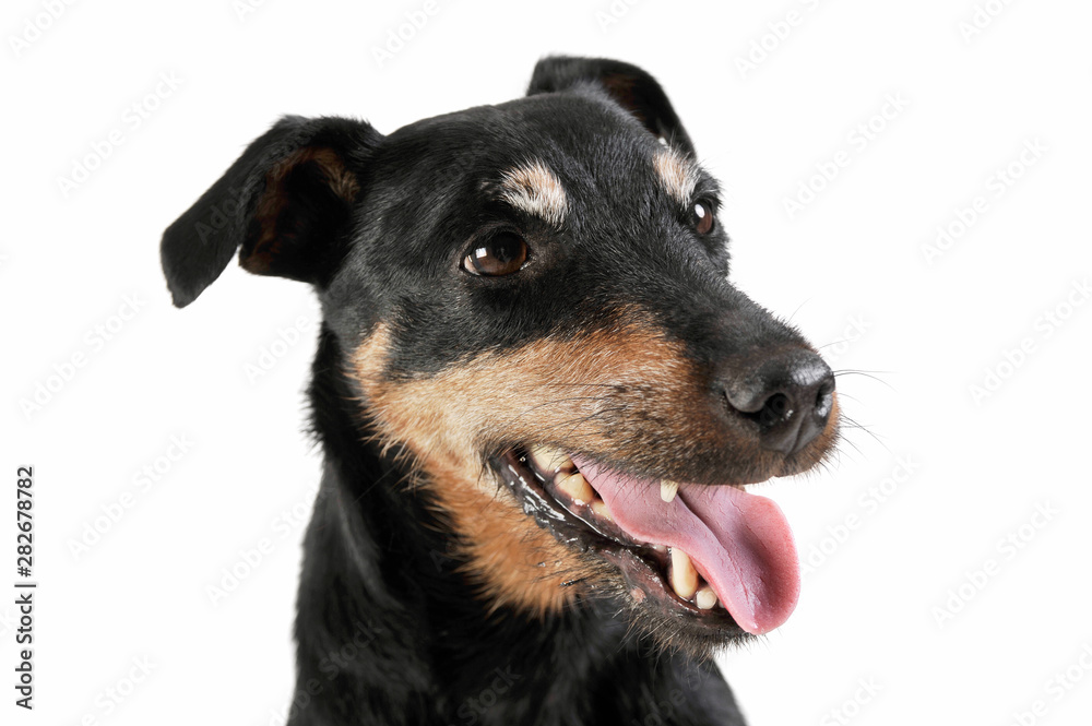 Portrait of an adorable Deutscher Jagdterrier looking satisfied - isolated on white background