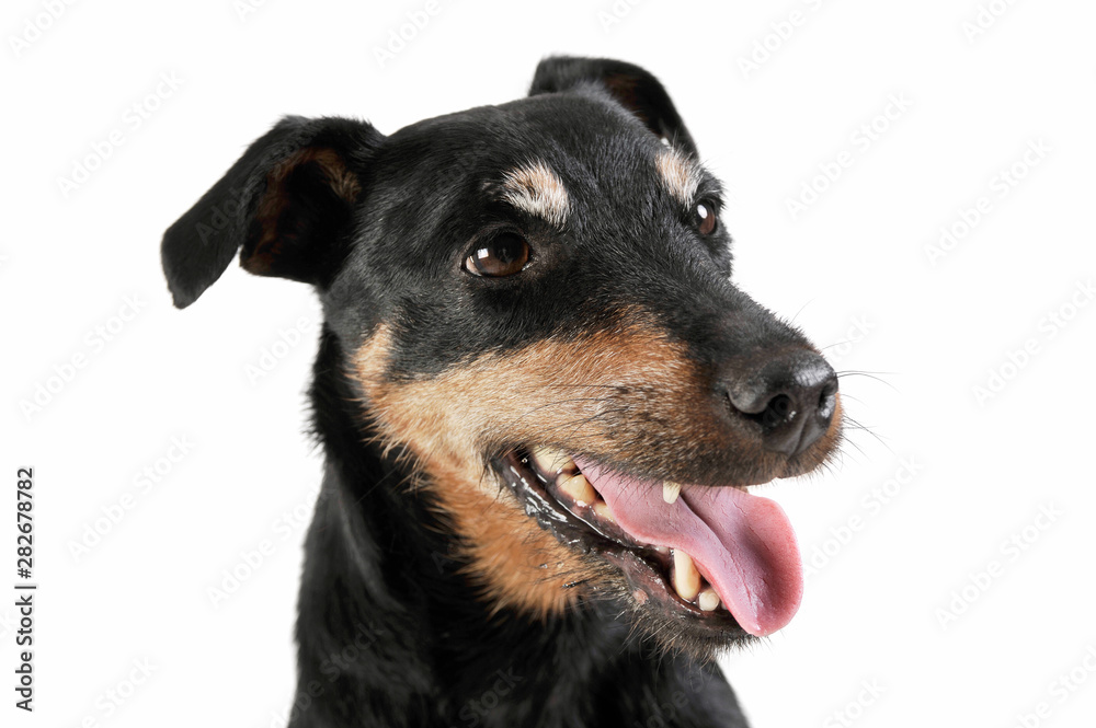 Portrait of an adorable Deutscher Jagdterrier looking satisfied - isolated on white background Portrait of an adorable Deutscher Jagdterrier looking satisfied - isolated on white background