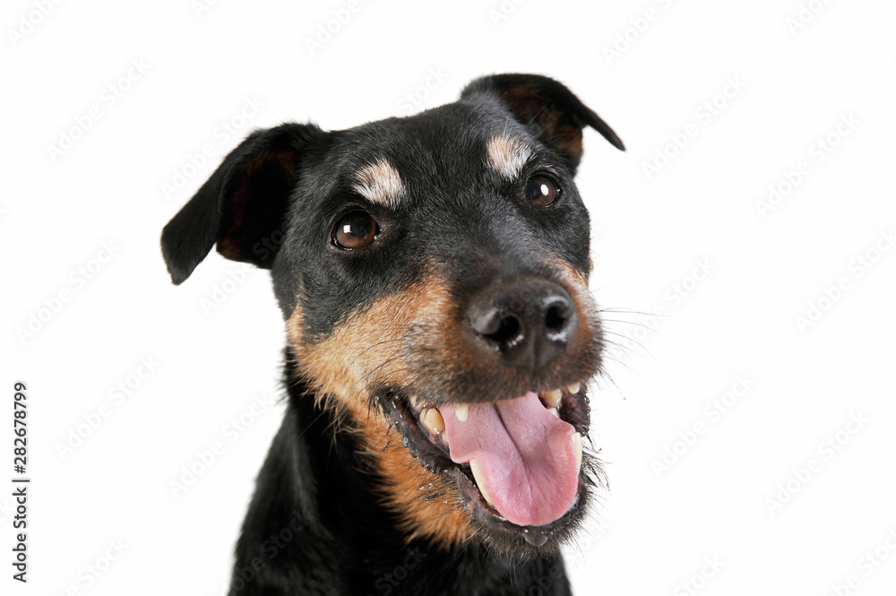 Portrait of an adorable Deutscher Jagdterrier looking curiously at the camera - isolated on white background Portrait of an adorable Deutscher Jagdterrier looking curiously at the camera - isolated on white background