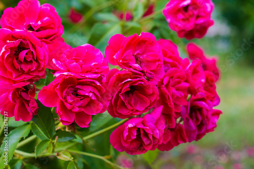 branches of red  pink  roses in the garden  close up  wallpaper