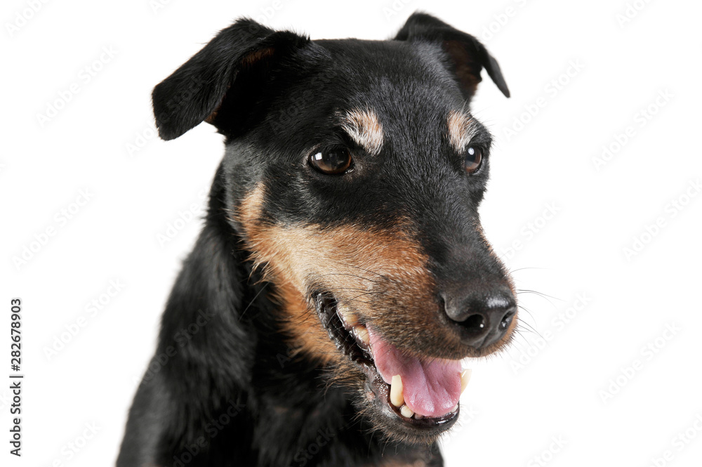 Portrait of an adorable Deutscher Jagdterrier looking satisfied - isolated on white background Portrait of an adorable Deutscher Jagdterrier looking satisfied - isolated on white background