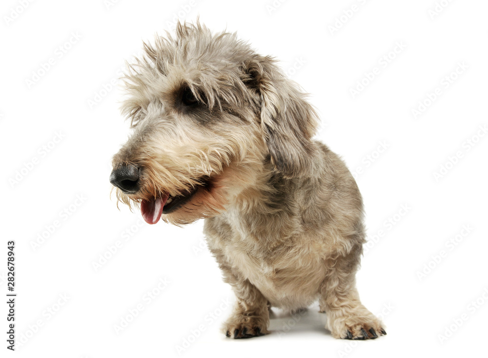 Studio shot of an adorable wire haired dachshund mix dog standing and looking funny with stand up hair