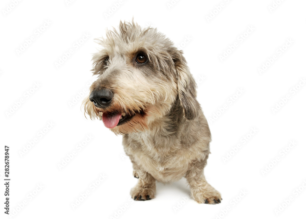 Studio shot of an adorable wire haired dachshund mix dog standing and looking funny with stand up hair Studio shot of an adorable wire haired dachshund mix dog standing and looking funny with stand up hair
