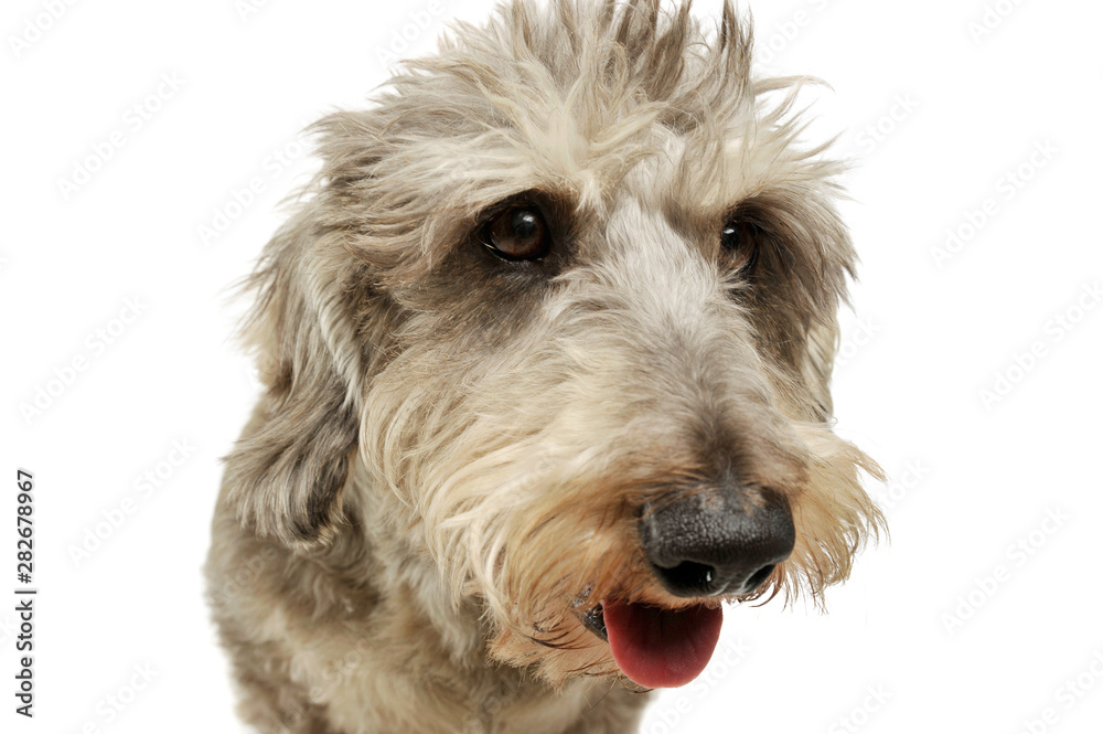 Portrait of an adorable wire haired dachshund mix dog looking funny with stand up hair