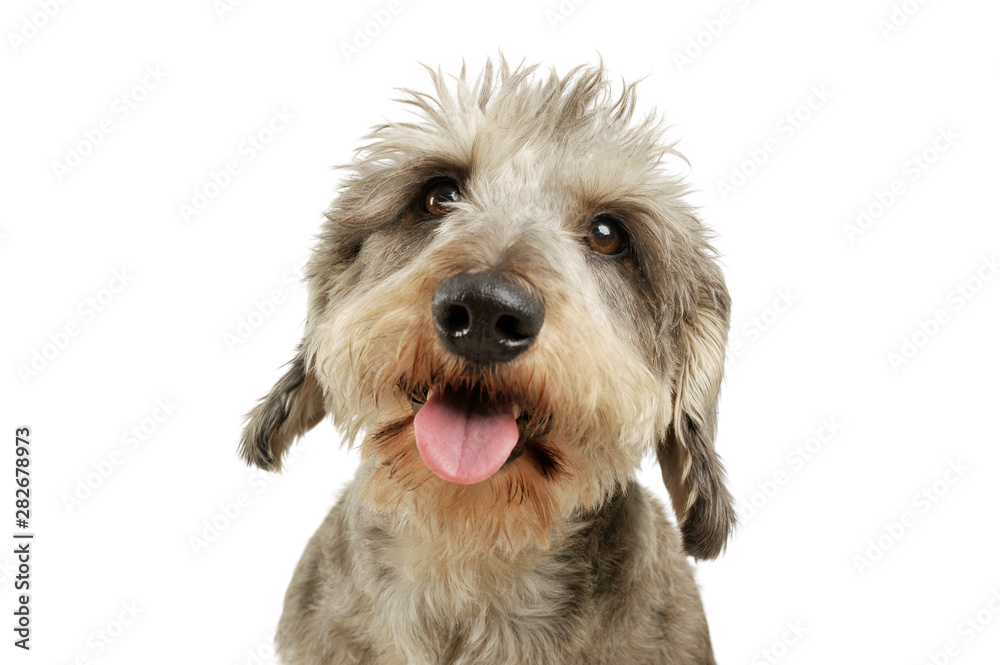 Portrait of an adorable wire haired dachshund mix dog looking funny with stand up hair