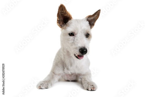 Studio shot of an adorable terrier puppy sitting and looking curiously at the camera - isolated on white background