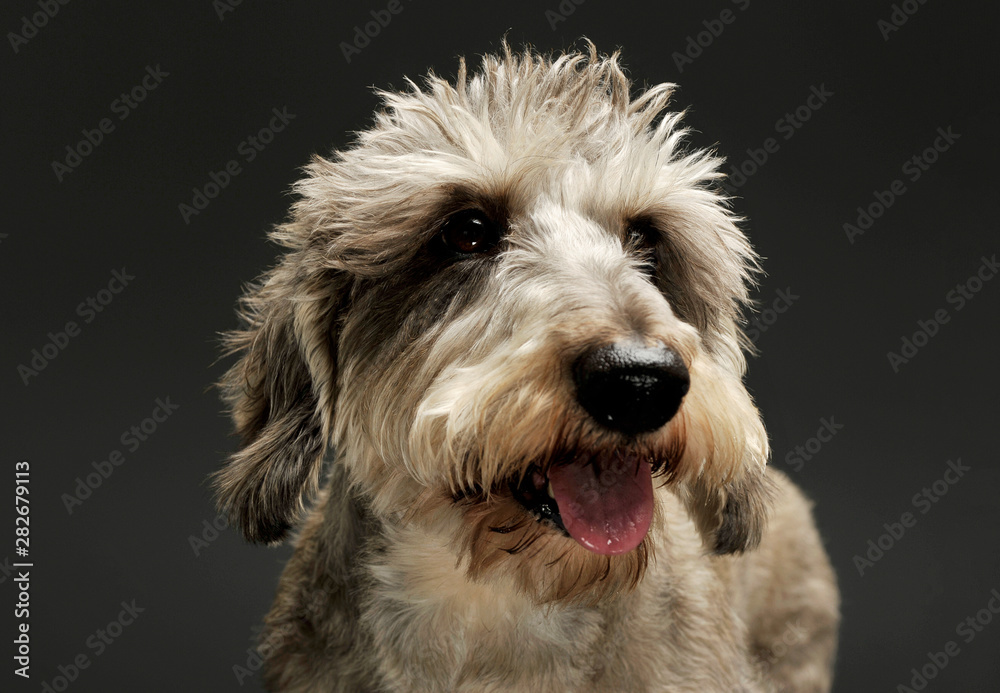 Portrait of an adorable wire haired dachshund mix dog looking funny with stand up hair