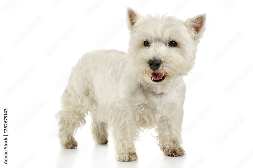 Studio shot of an adorable West Highland White Terrier standing and looking curiously at the camera Studio shot of an adorable West Highland White Terrier standing and looking curiously at the camera