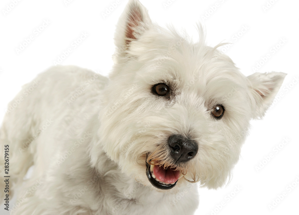 Portrait of an adorable West Highland White Terrier looking curiously at the camera