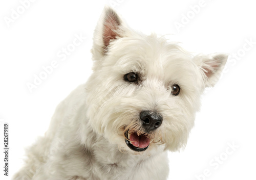 Portrait of an adorable West Highland White Terrier looking curiously at the camera