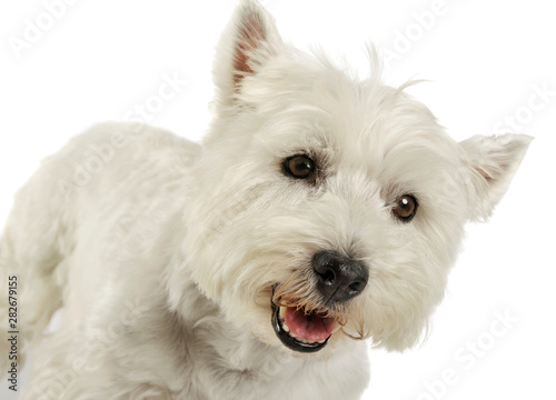 Portrait of an adorable West Highland White Terrier looking curiously at the camera © Csand