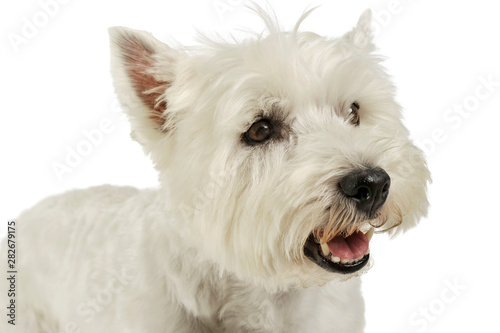 Portrait of an adorable West Highland White Terrier looking curiously © Csand