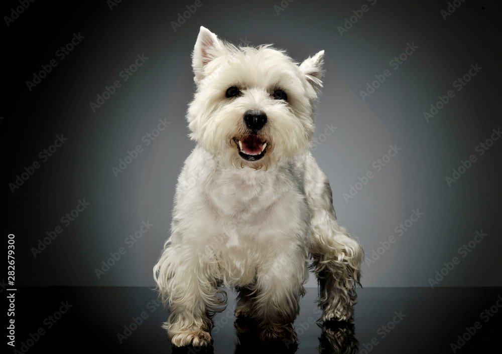 Studio shot of an adorable West Highland White Terrier standing and looking curiously at the camera Studio shot of an adorable West Highland White Terrier standing and looking curiously at the camera