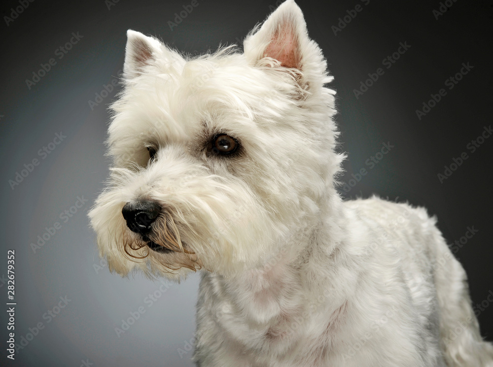 Portrait of an adorable West Highland White Terrier looking curiously Portrait of an adorable West Highland White Terrier looking curiously
