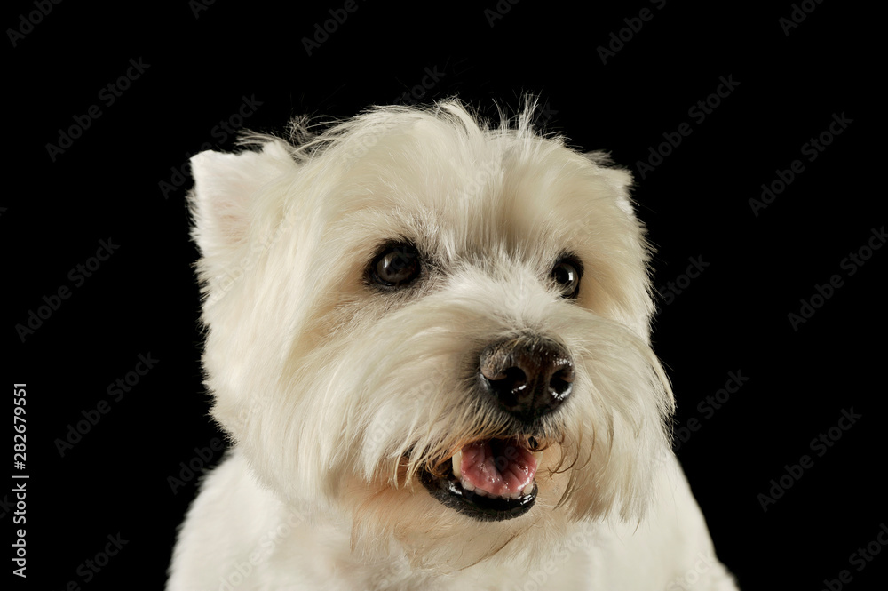 Portrait of an adorable West Highland White Terrier looking satisfied