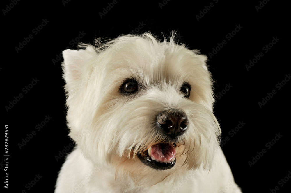 Portrait of an adorable West Highland White Terrier looking satisfied Portrait of an adorable West Highland White Terrier looking satisfied