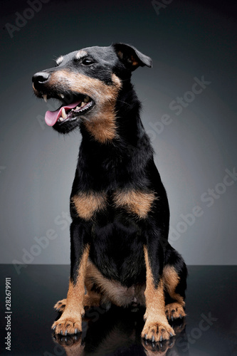 Studio shot of an adorable Deutscher Jagdterrier sitting and looking satisfied