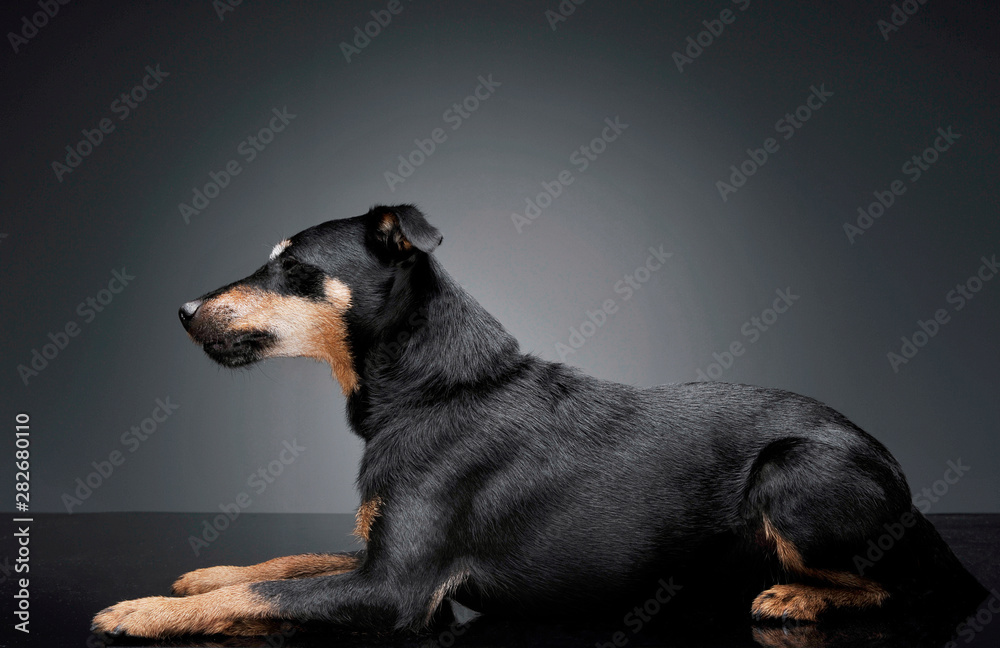 Studio shot of an adorable Deutscher Jagdterrier lying and looking curiously - isolated on grey background Studio shot of an adorable Deutscher Jagdterrier lying and looking curiously - isolated on grey background