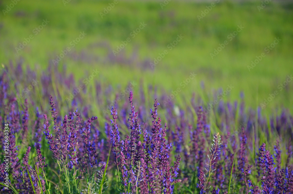 Obraz premium Purple wild flowers in blurred background, in sunny summer day. 