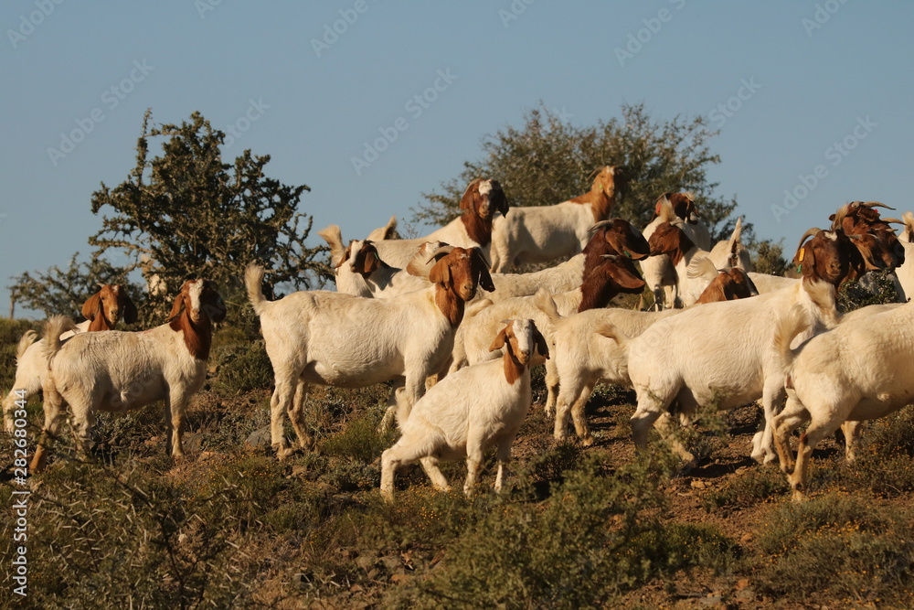 Herd of hardy Boer goats, an indigenous breed from southern Africa. Herd of hardy Boer goats, an indigenous breed from southern Africa.