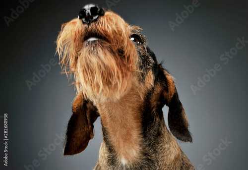 Portrait of an adorable wire-haired Dachshund looking up curiously - isolated on grey background