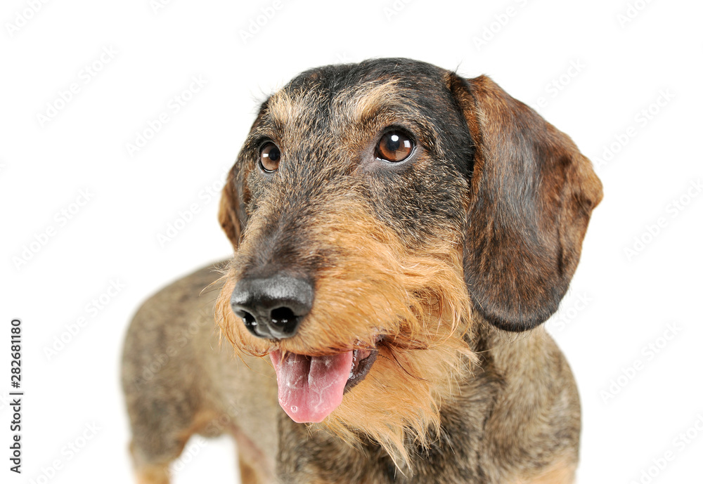 Portrait of an adorable wire-haired Dachshund looking satisfied - isolated on white background Portrait of an adorable wire-haired Dachshund looking satisfied - isolated on white background