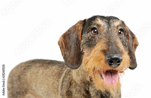 Studio shot of an adorable wire-haired Dachshund standing and looking at the camera