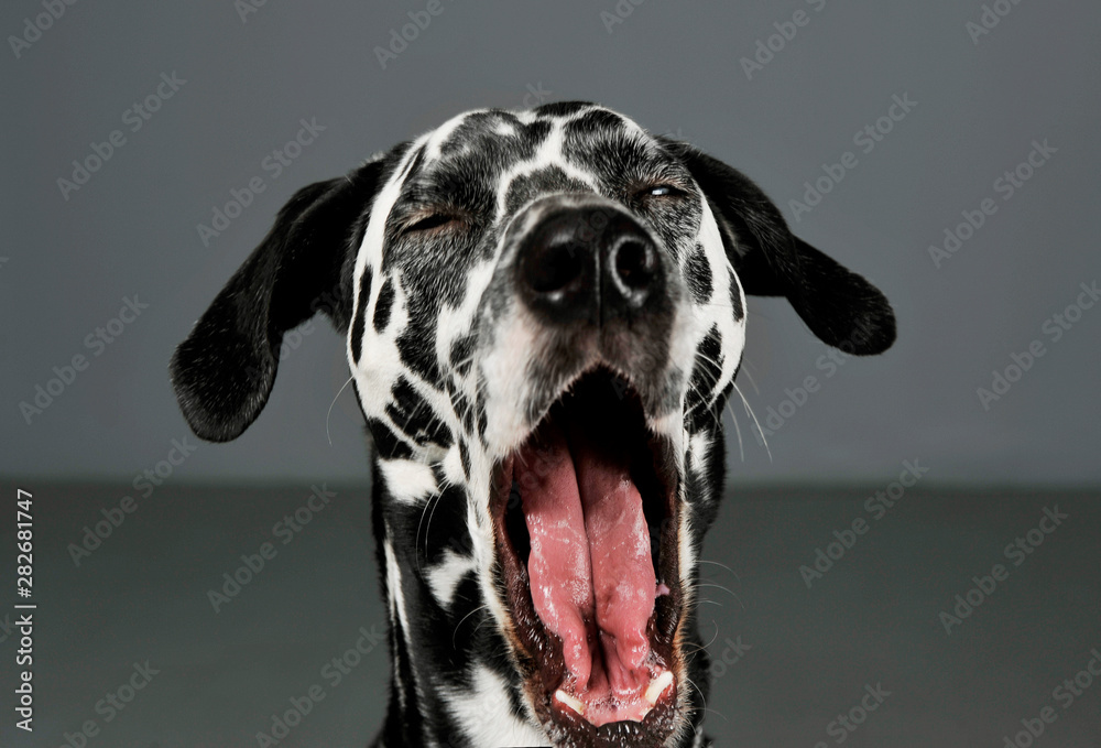Why Does My Dog Scream When Yawning