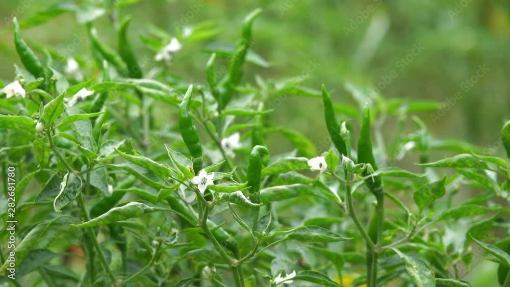 Close up of Thai hot chilli getting ripe on its tree in organic farm Close up of Thai hot chilli getting ripe on its tree in organic farm