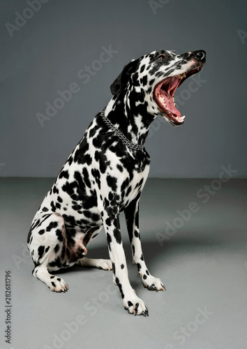 Studio shot of an adorable Dalmatian dog sitting with open mouth and looking scary