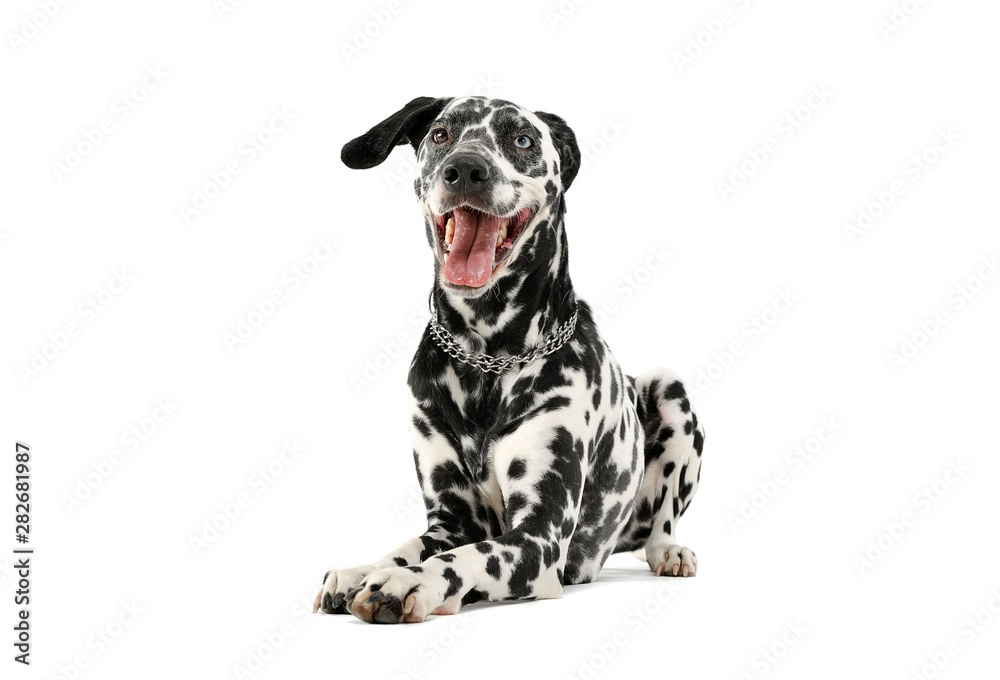 Studio shot of an adorable Dalmatian dog with different colored eyes lying and looking satisfied