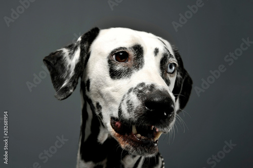Portrait of an adorable Dalmatian dog with different colored eyes looking satisfied © Csand