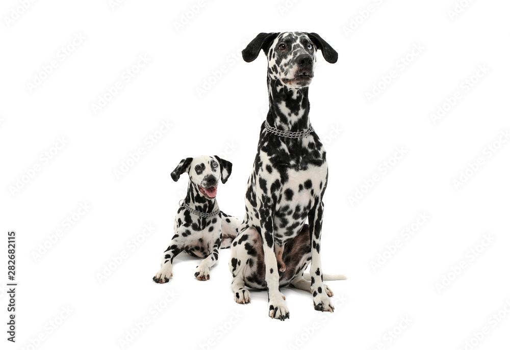 Studio shot of two adorable Dalmatian dog looking curiously - isolated on white background Studio shot of two adorable Dalmatian dog looking curiously - isolated on white background