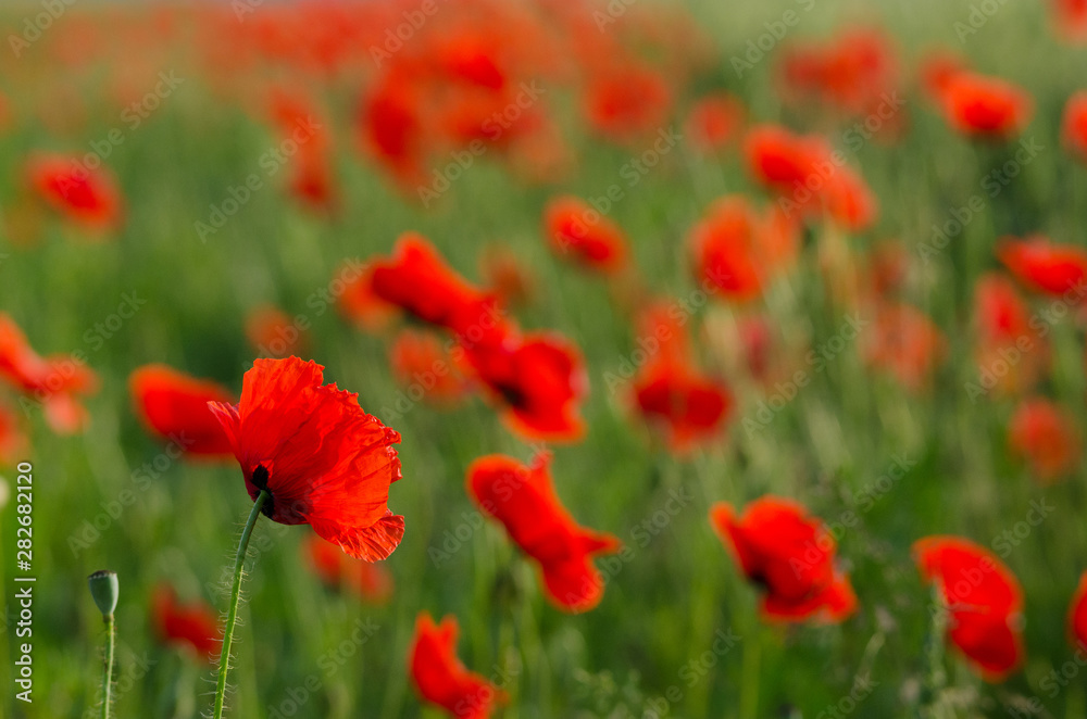 Obraz premium Wild flowers (red poppies) in wheat field, blurred background. 