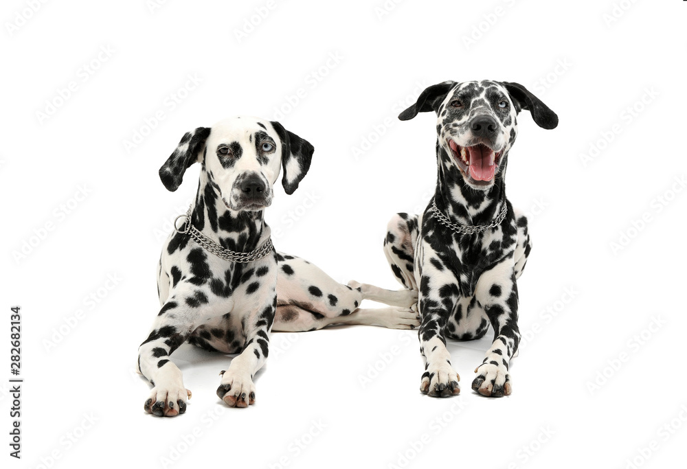 Studio shot of two adorable Dalmatian dog lying and looking curiously at the camera