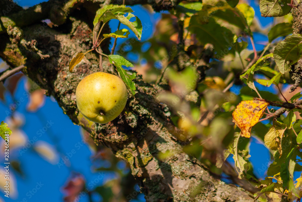 Fruitgarden