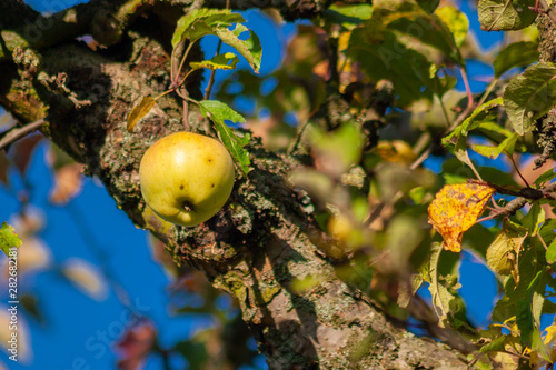 Obraz na płótnie Fruitgarden w salonie