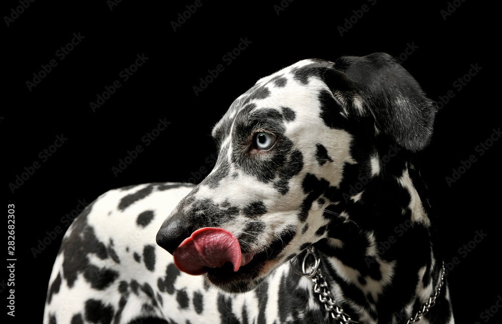 Portrait of an adorable Dalmatian dog standing and licking his lips