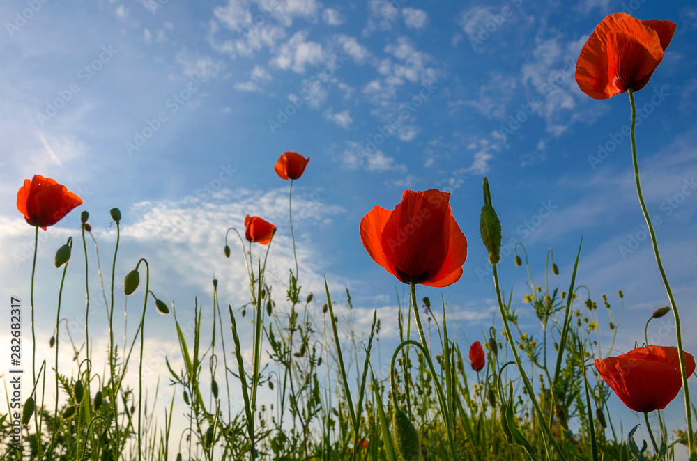 Obraz premium Wild flowers, red poppies and blue sky background in sunny day, springtime.