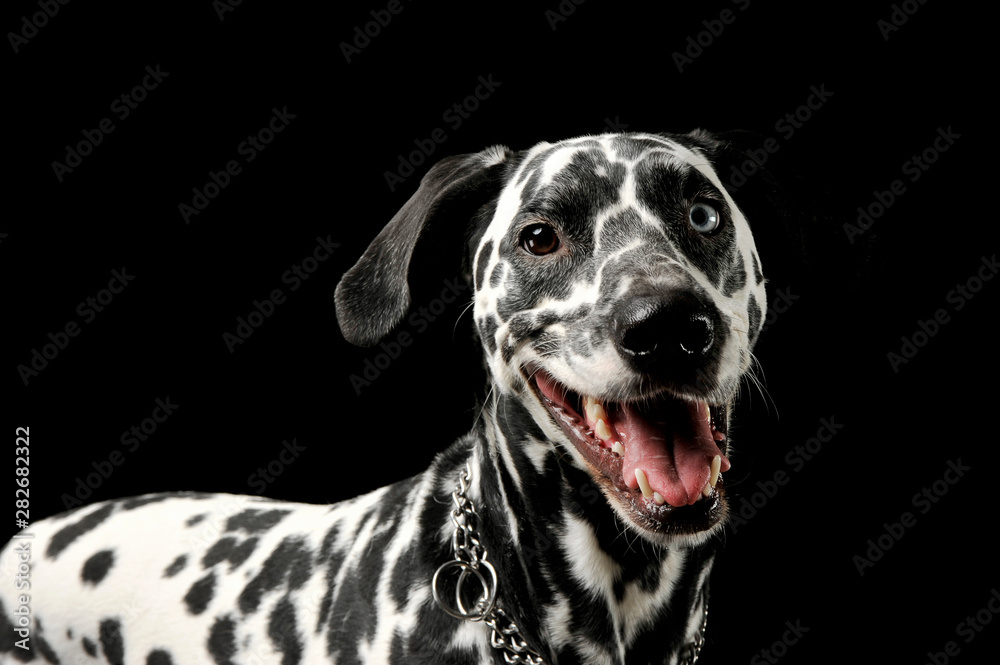 Portrait of an adorable Dalmatian dog with different colored eyes standing and looking satisfied