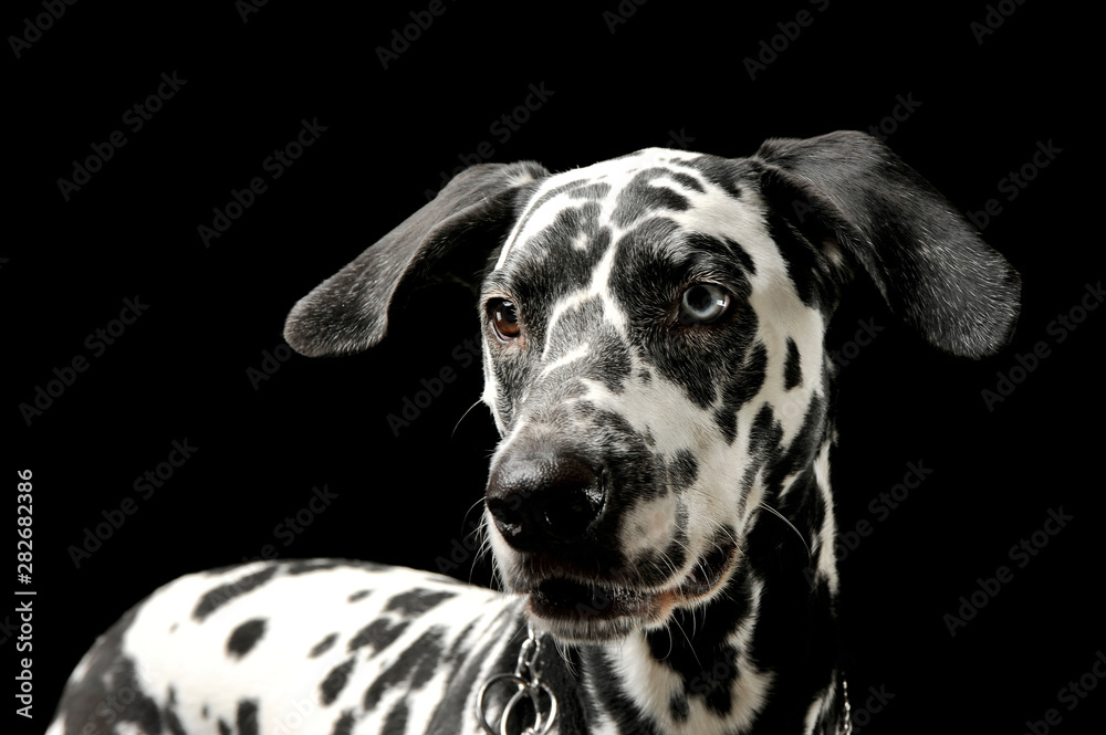 Portrait of an adorable Dalmatian dog with different colored eyes standing and looking curiously