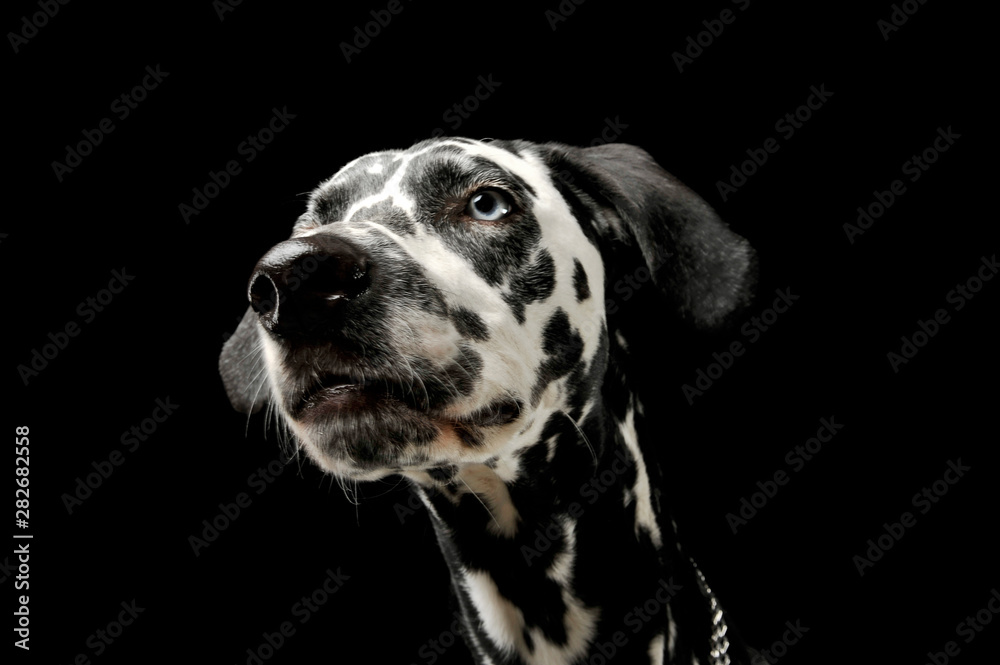 Portrait of an adorable Dalmatian dog looking curiously - isolated on black background Portrait of an adorable Dalmatian dog looking curiously - isolated on black background