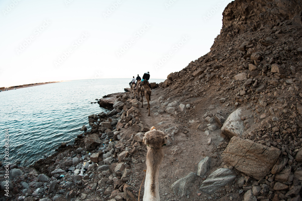 back head of a camel on a rout over seeing mountains and the sea  