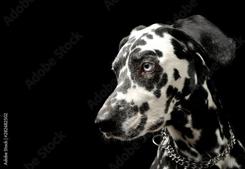 Portrait of an adorable Dalmatian dog looking curiously - isolated on black background