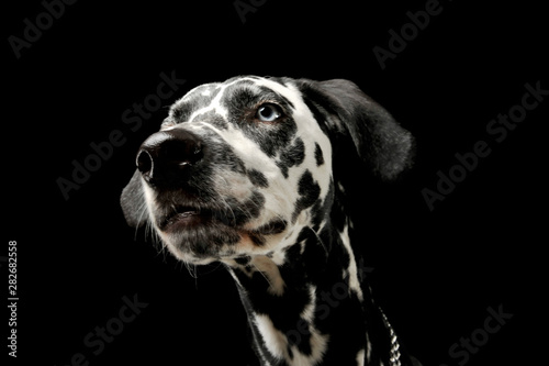 Portrait of an adorable Dalmatian dog looking curiously - isolated on black background
