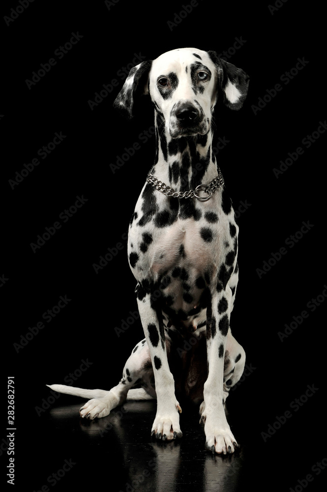 Studio shot of an adorable Dalmatian dog with different colored eyes sitting and looking curiously at the camera