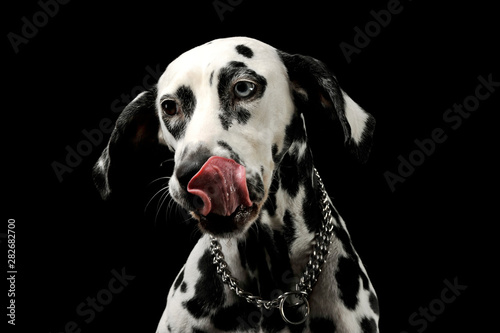 Portrait of an adorable Dalmatian dog with different colored eyes licking his lips