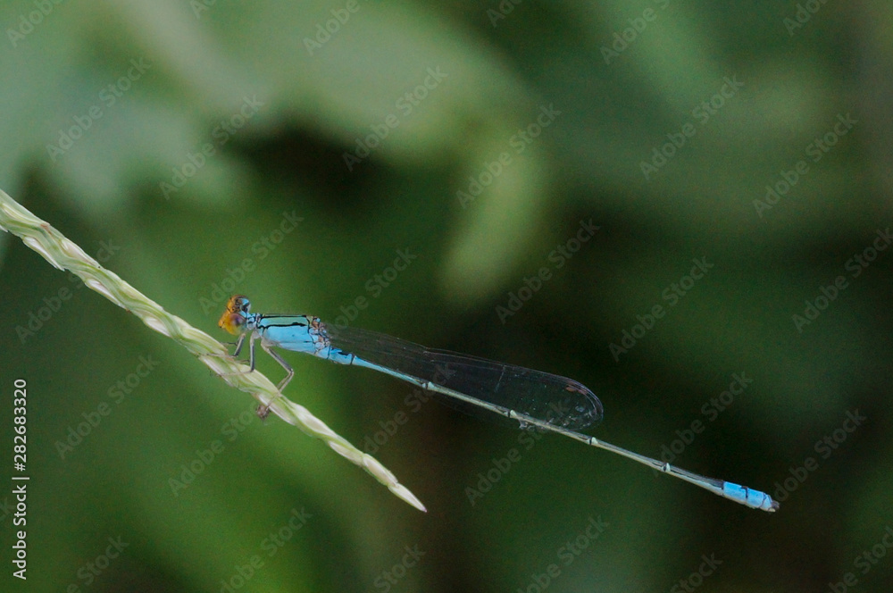 the blue dragonfly is resting on the grass the blue dragonfly is resting on the grass