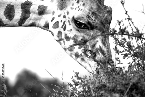 Photography Giraffe close up