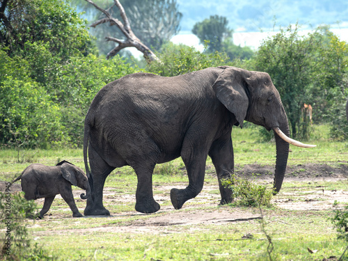 Mother with child Elephant